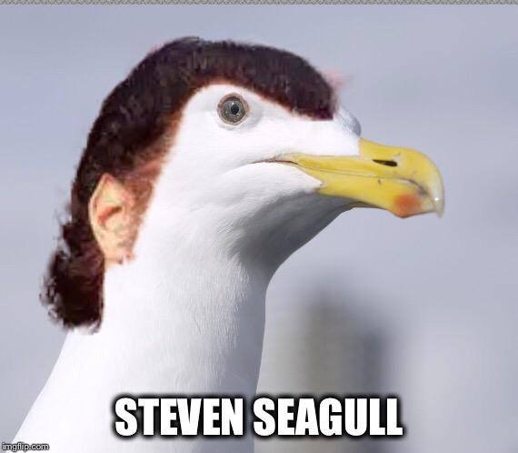 steven seagull