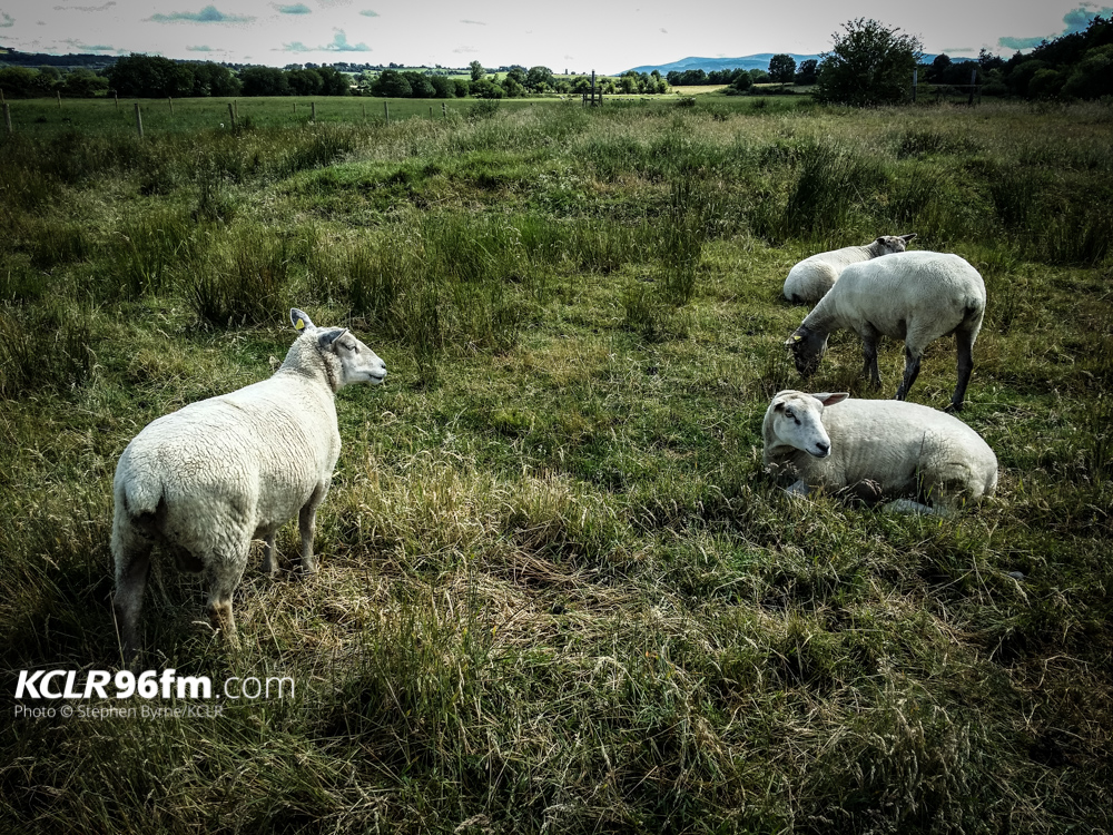 File Photo of Sheep. Pic - Stephen Byrne/KCLR