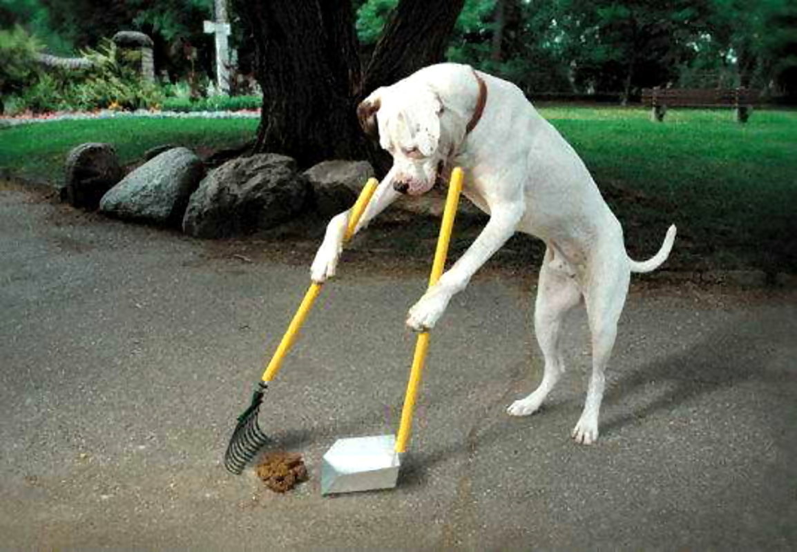 dog poop cleanup