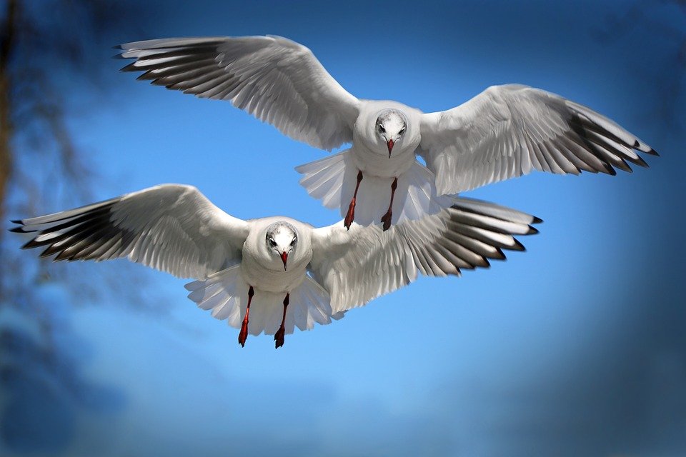 Birds, Gulls, Seagulls