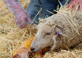 New national veterinary college may be based in south Kilkenny