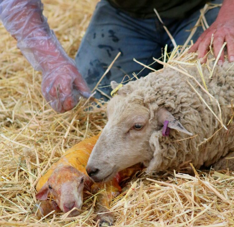 New national veterinary college may be based in south Kilkenny