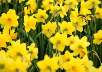 Irish Cancer Society urges people to give what they can as Daffodil Day takes hold of Carlow, Kilkenny and the rest of the country