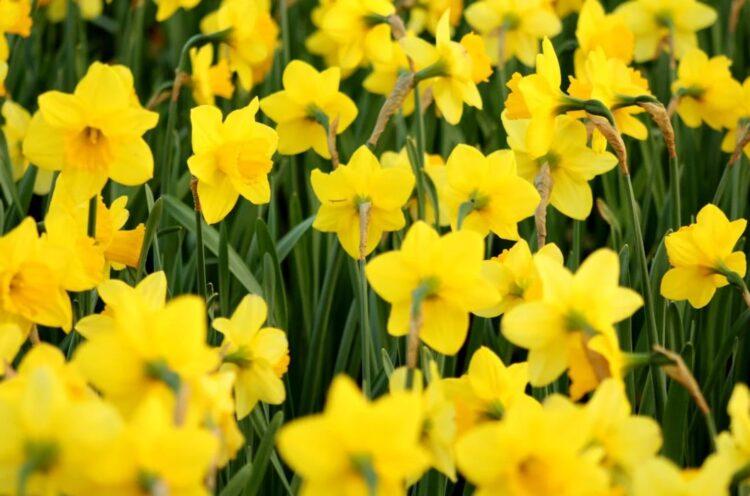 Irish Cancer Society urges people to give what they can as Daffodil Day takes hold of Carlow, Kilkenny and the rest of the country