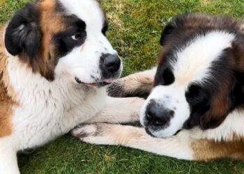 Search on for two dogs missing from Ballyhale, South Kilkenny