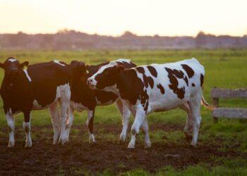 Concerns raised in County Kilkenny following claims cattle were chased by dogs overnight