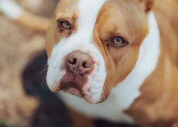 Two XL Bully dogs picked up in north Kilkenny