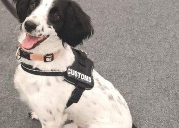 Detective dog Milo sniffs out cannabis intended for Carlow