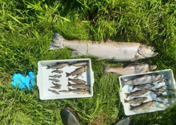 Inland Fisheries Ireland investigating ‘serious fish kill’ in County Wicklow