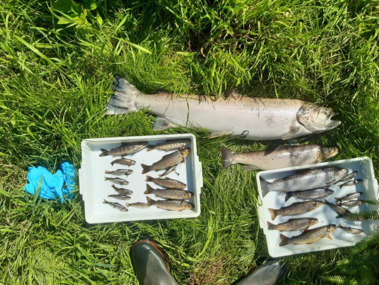 Inland Fisheries Ireland investigating ‘serious fish kill’ in County Wicklow