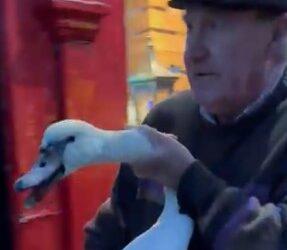 Kilkenny community comes together to save swan that crashed into a city building and tumbled to the street below