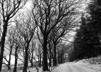 Care needed with roads treacherous in parts of Carlow and Kilkenny