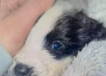 Help needed for dogs rescued in Kilkenny