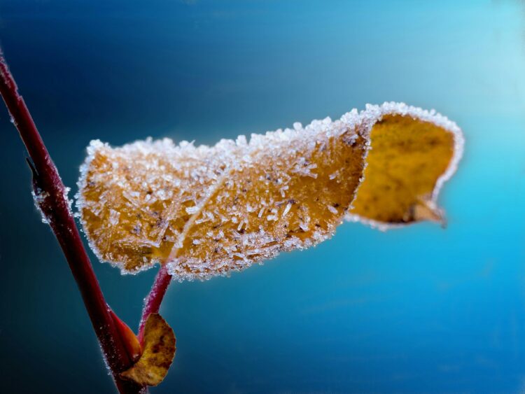 Yellow low temperature alert remains in Kilkenny