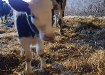 Heifer Calf born during Storm Éowyn is thriving on Kilkenny farm