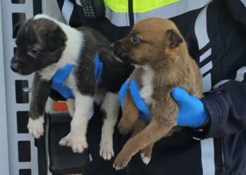 “You wouldn’t put a dog out in it” say Gardaí following discovery of pups in a Kilkenny ditch during the cold snap