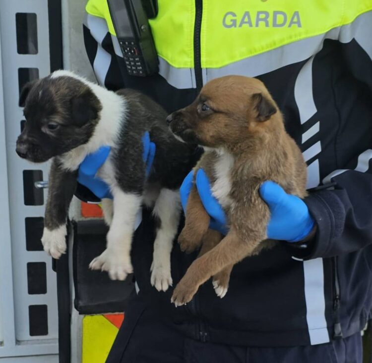 “You wouldn’t put a dog out in it” say Gardaí following discovery of pups in a Kilkenny ditch during the cold snap