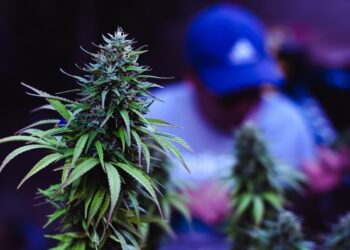 Man to appear in court following discovery of cannabis growhouse in Wexford