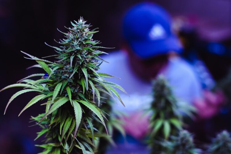 Man to appear in court following discovery of cannabis growhouse in Wexford