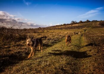 Gardaí warn dog owners across Carlow and Kilkenny they will face consequences if their pet is involved in attacks on sheep or cattle