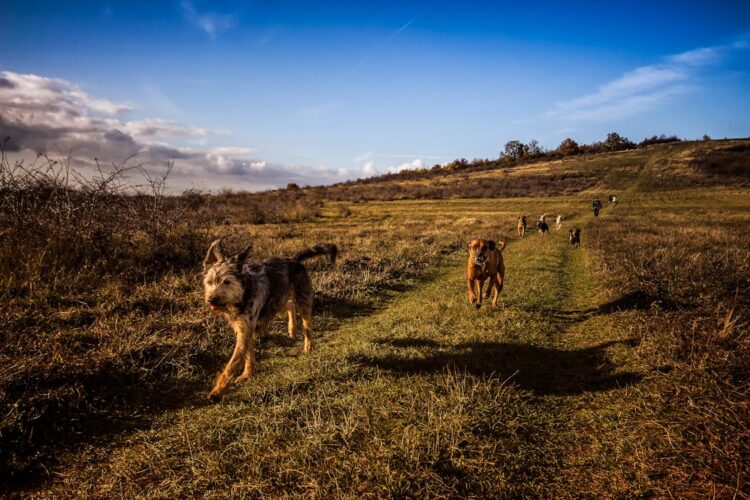 Gardaí warn dog owners across Carlow and Kilkenny they will face consequences if their pet is involved in attacks on sheep or cattle