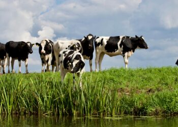 Farmers in Kilkenny and Carlow are asked to remain vigilent after Foot and Mouth outbreak in Germany