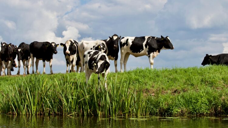 Farmers in Kilkenny and Carlow are asked to remain vigilent after Foot and Mouth outbreak in Germany