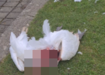 Mystery as body of swan is discovered in Carlow Town Park
