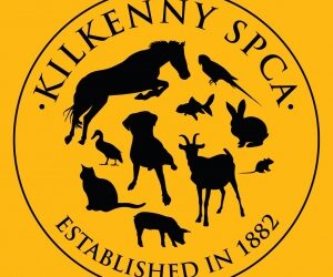 Free Dog Neutering Scheme Offered by Kilkenny SPCA