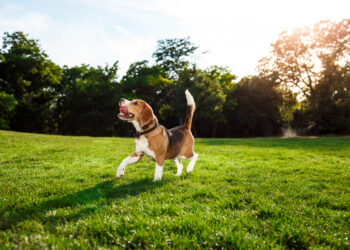 Local authority to investigate a dog park for Kilkenny city while better enforcement is called for dog fouling