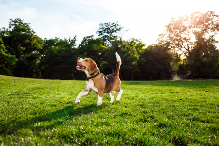 Local authority to investigate a dog park for Kilkenny city while better enforcement is called for dog fouling