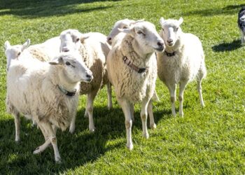 Dog Owners Urged to Take Responsibility Following Sheep Tragedy in Tullow, Carlow