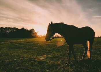 Care and caution needed for bank holiday weekend in Carlow and Kilkenny