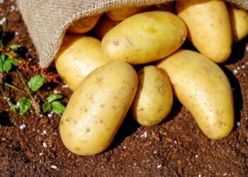 Parts of Carlow and Kilkenny under potato blight warning