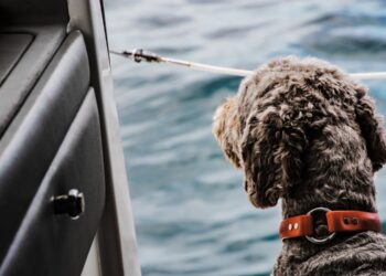 Carlow and Kilkenny ferry users can avail of ‘pet den’ offering on some summer sailings