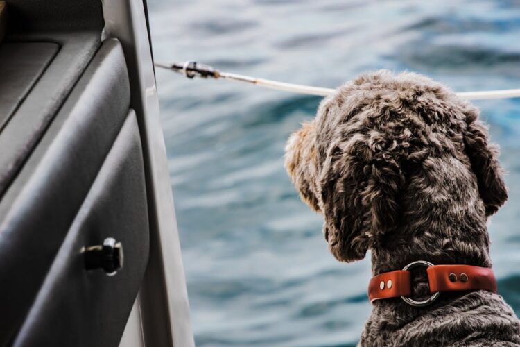 Carlow and Kilkenny ferry users can avail of ‘pet den’ offering on some summer sailings