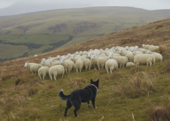Calls for tougher dog control measures amid rising sheep attacks