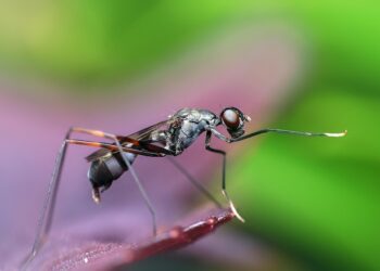 Fly ant swarms expected throughout July and August