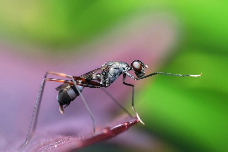 Fly ant swarms expected throughout July and August