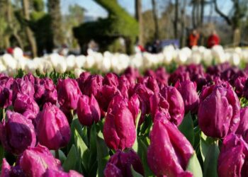 Flora fans flock to Carlow for Garden Festival