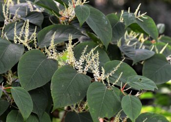 Carlow Community’s Battle Against Japanese Knotweed Suffers Setback
