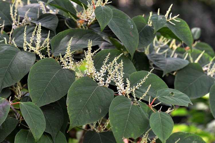 Carlow Community’s Battle Against Japanese Knotweed Suffers Setback