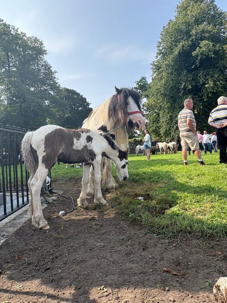 Could famed Borris Fair in county Carlow be in jeopardy?