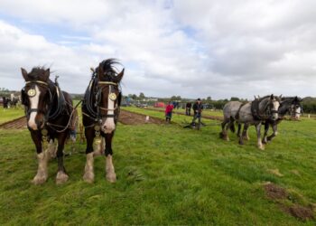 Last day for Carlow and Kilkenny ploughing fans of National Ploughing Championships