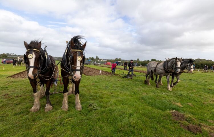 Last day for Carlow and Kilkenny ploughing fans of National Ploughing Championships