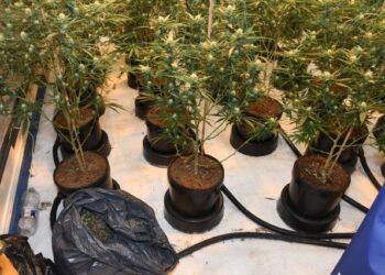 Arrests made in Wexford following the discovery of a large quantity of drugs
