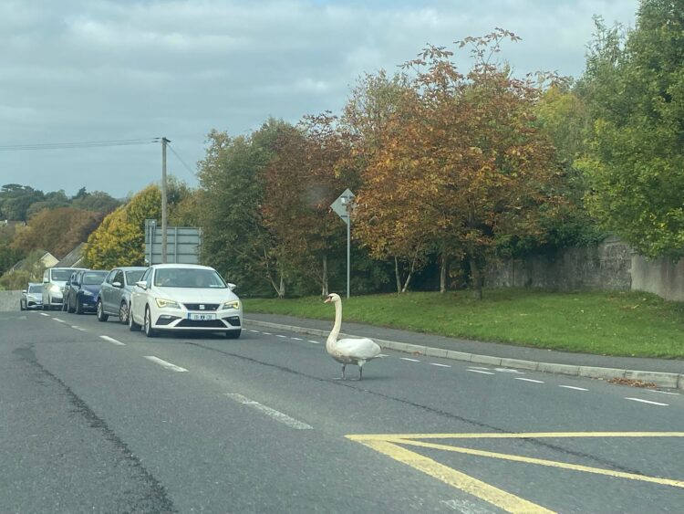 Traffic at standstill in Kilkenny but not for the usual reasons