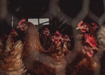 Nationwide Housing Order for poultry now in place to halt spread of bird flu after cases confirmed in Carlow and Meath