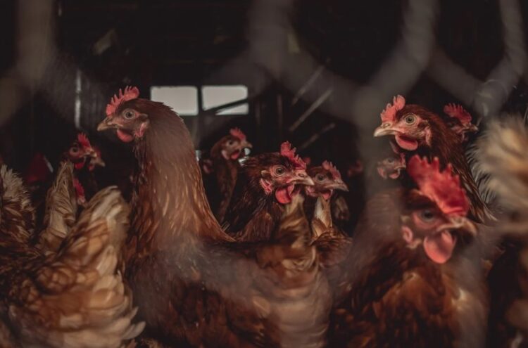 Nationwide Housing Order for poultry now in place to halt spread of bird flu after cases confirmed in Carlow and Meath