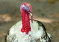 Bird flu outbreak confirmed in county Carlow turkey flock